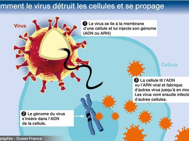 virus