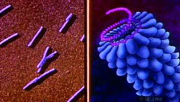 virus
